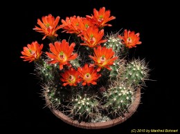 Echinocereus coccineus v. rosei 389